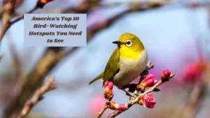 America’s Top 10 Bird-Watching Hotspots You Need to See